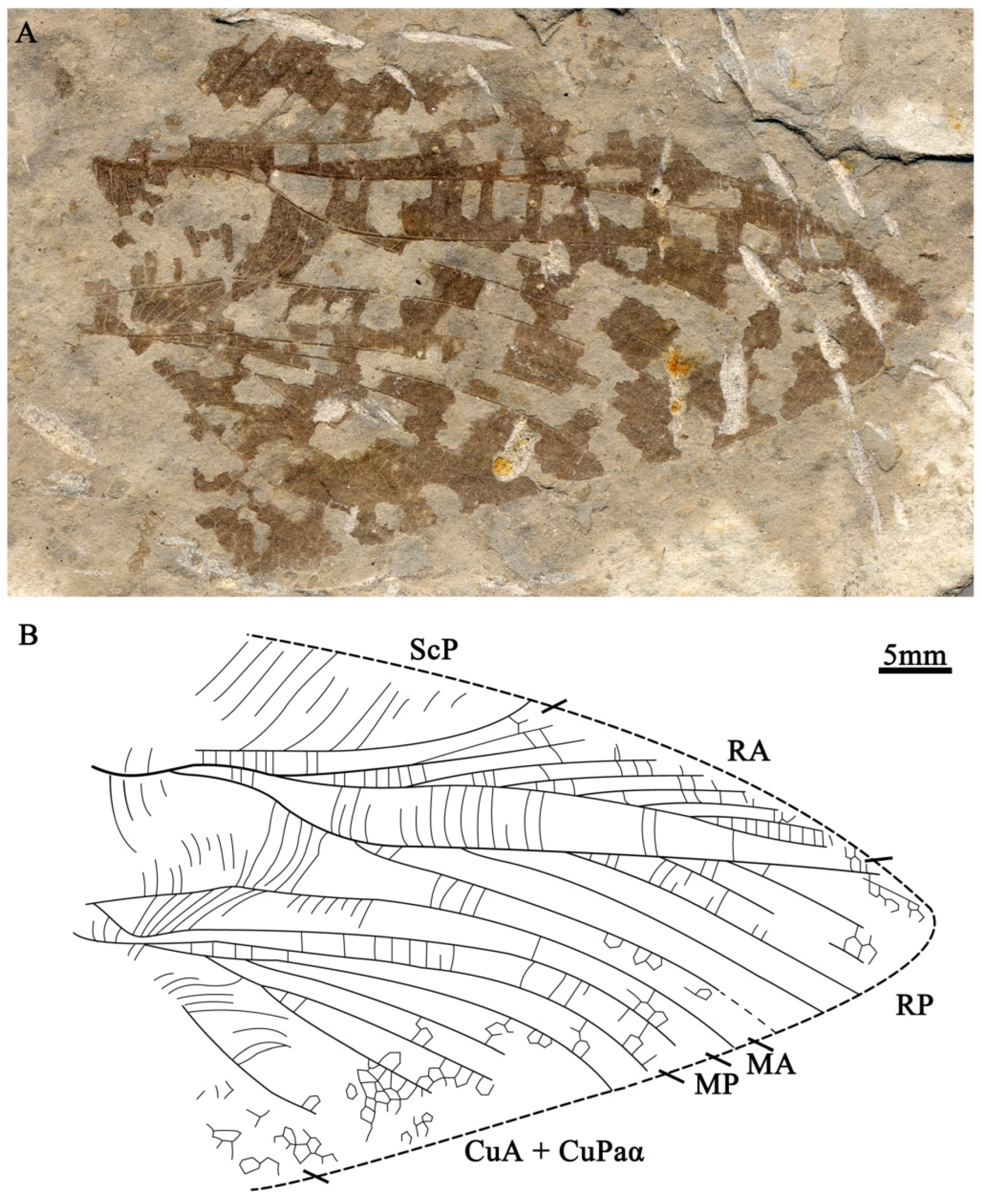 Insects 15 00396 g003