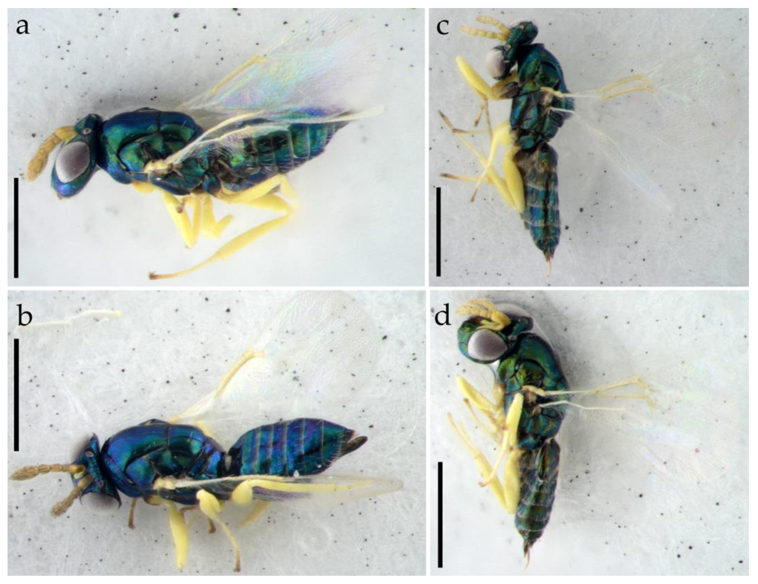 Insects 15 00406 g003