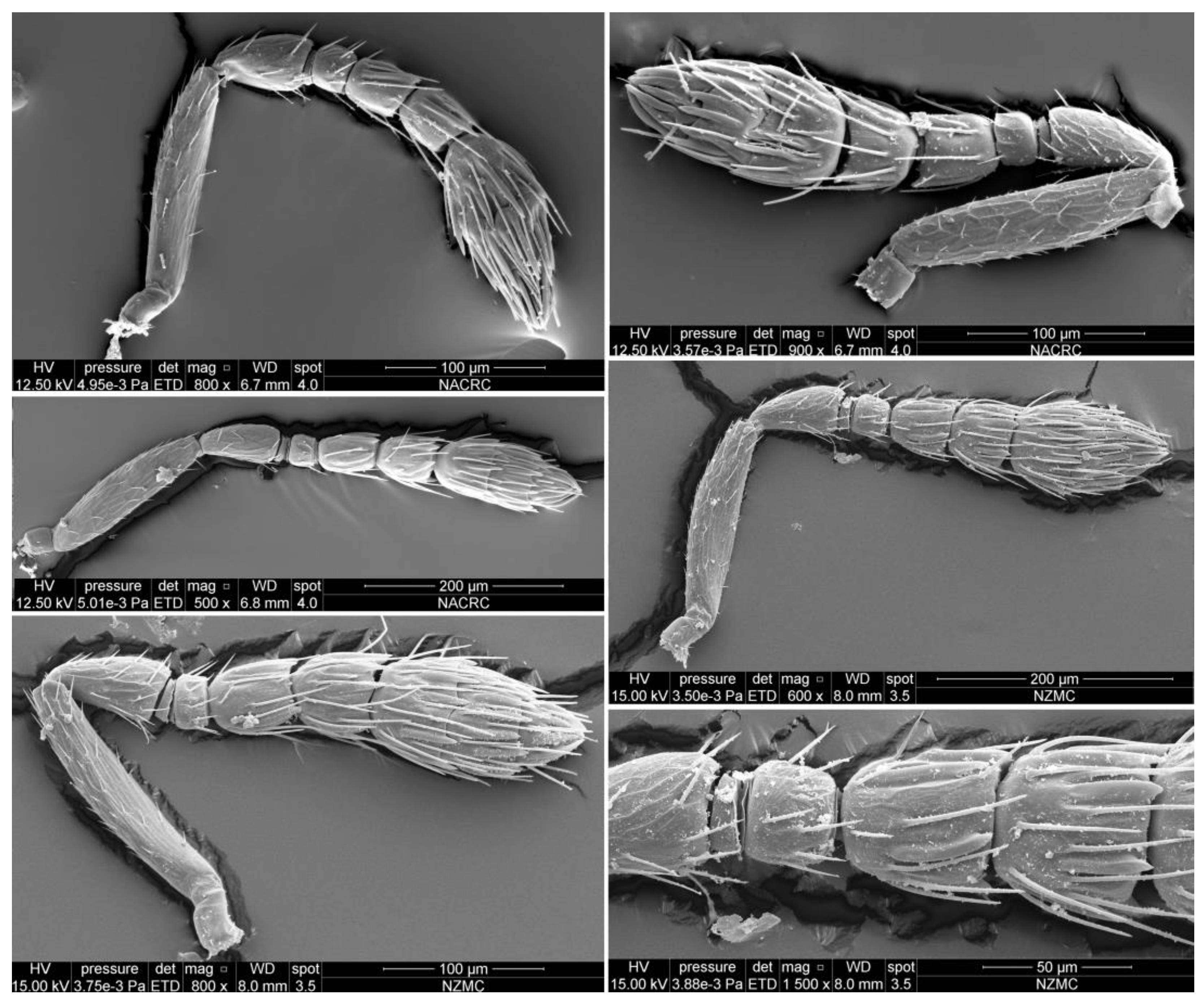 Insects 15 00406 g004