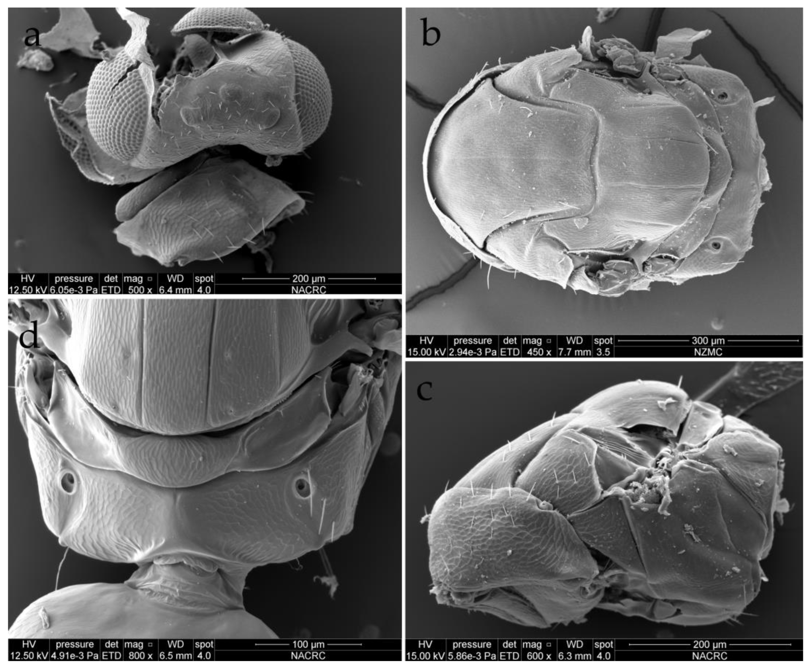 Insects 15 00406 g005