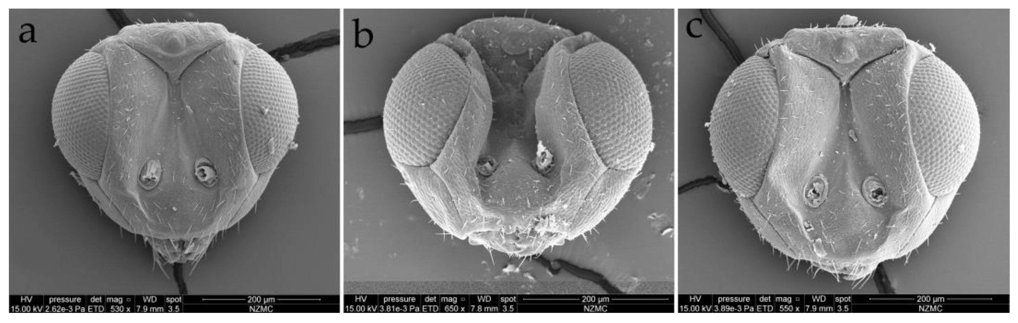 Insects 15 00406 g006