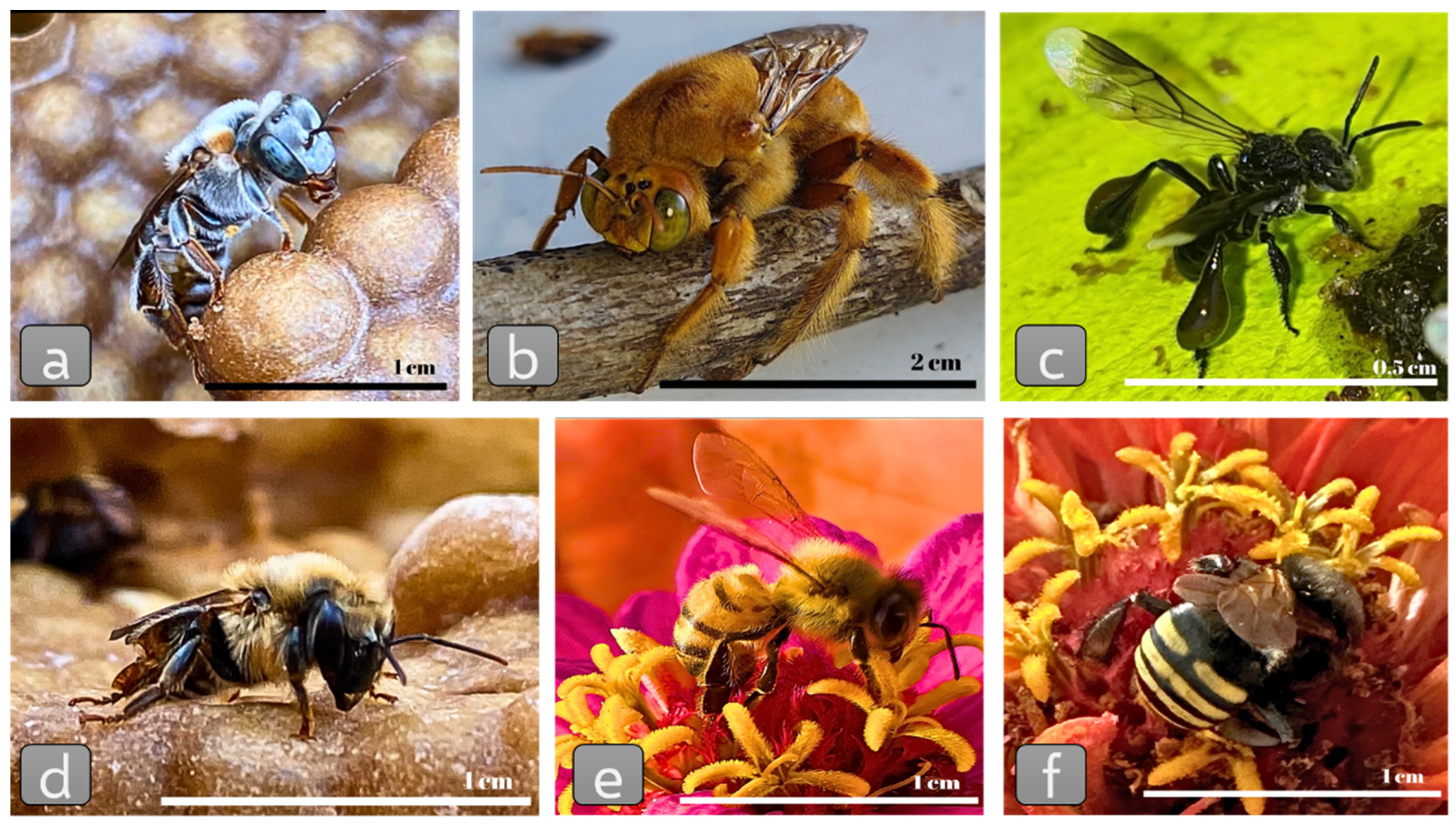 Insects 15 00430 g001