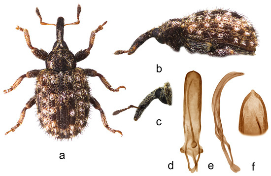 Insects 15 00434 g001