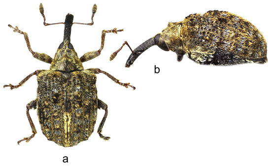 Insects 15 00434 g006