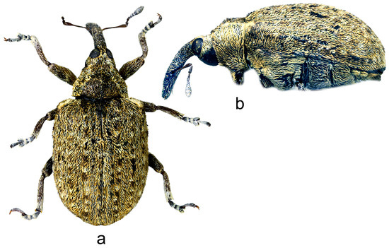 Insects 15 00434 g010