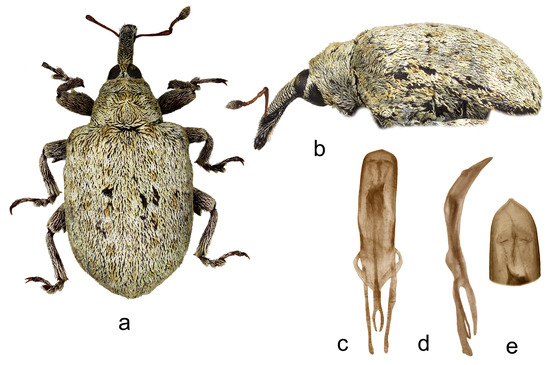 Insects 15 00434 g015