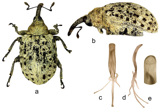 Insects 15 00434 g016