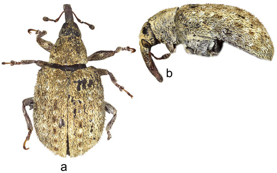 Insects 15 00434 g018