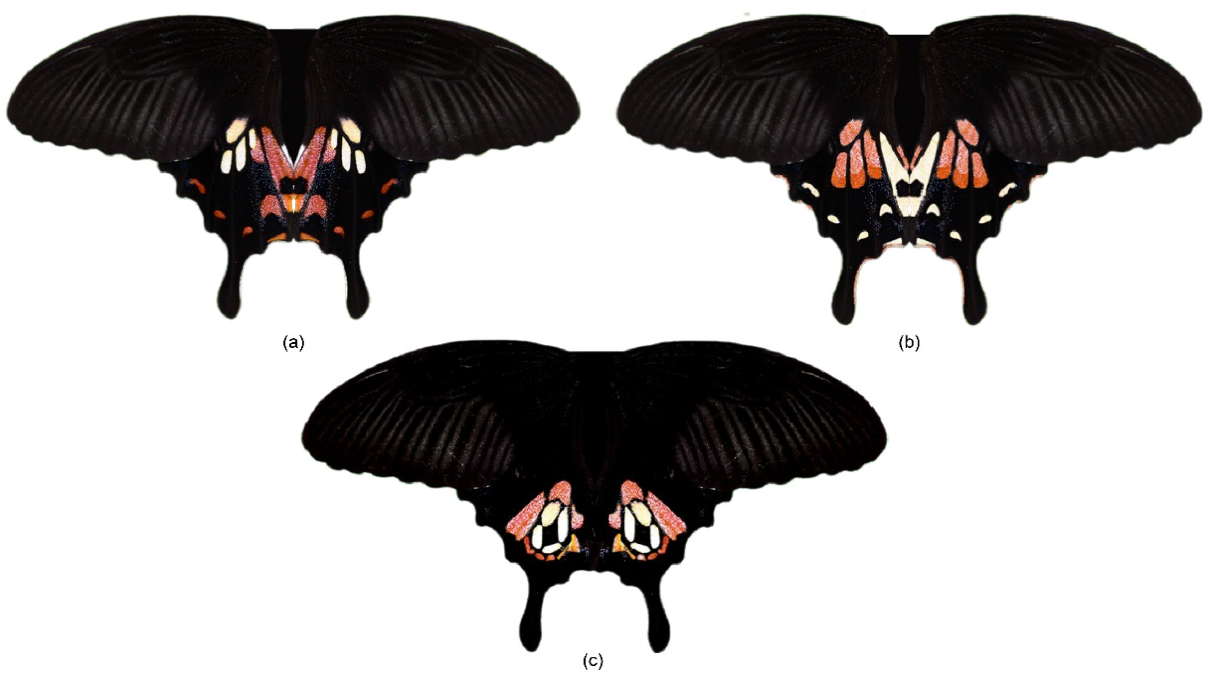 Insects 15 00465 g001