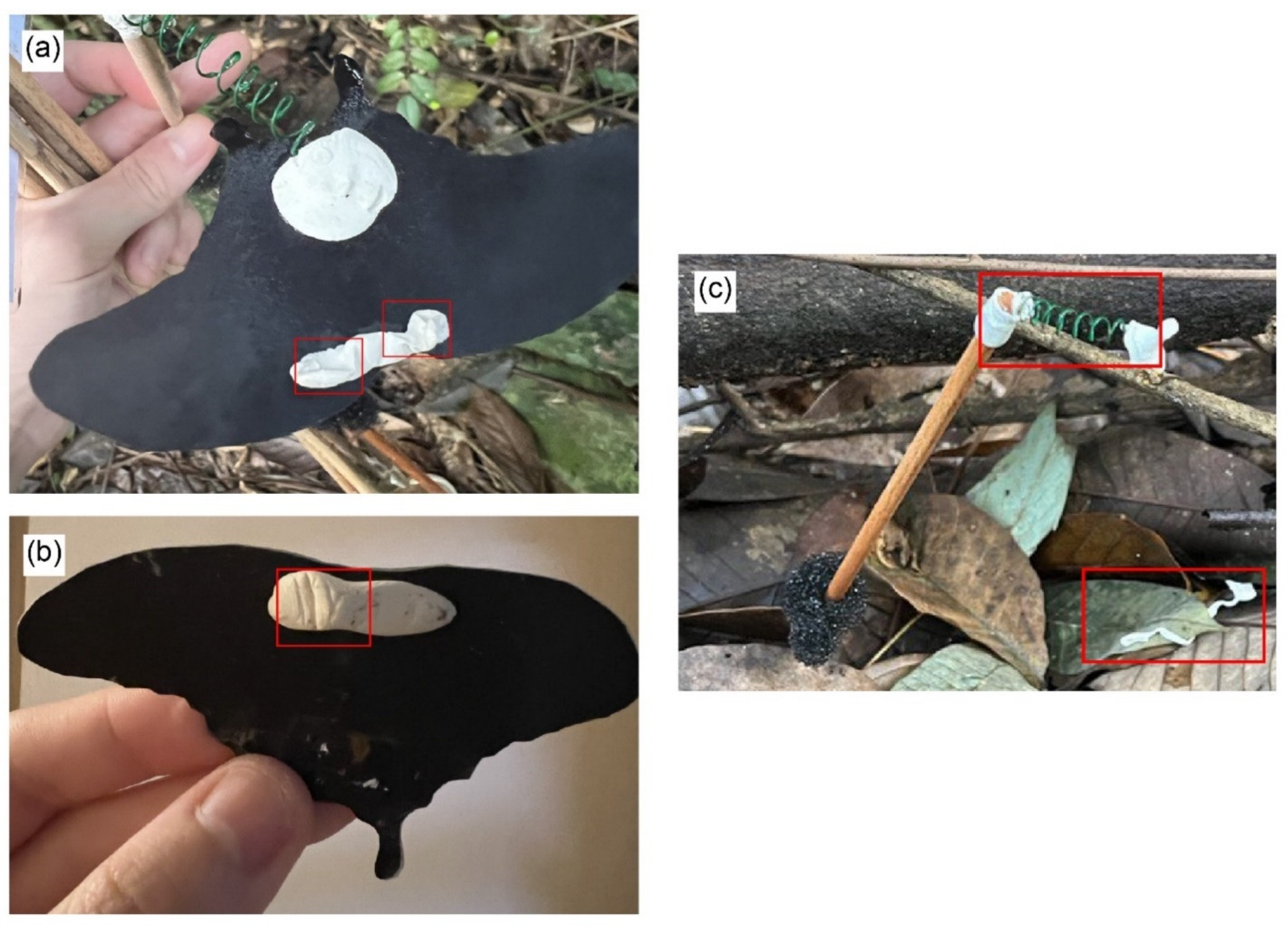 Insects 15 00465 g005