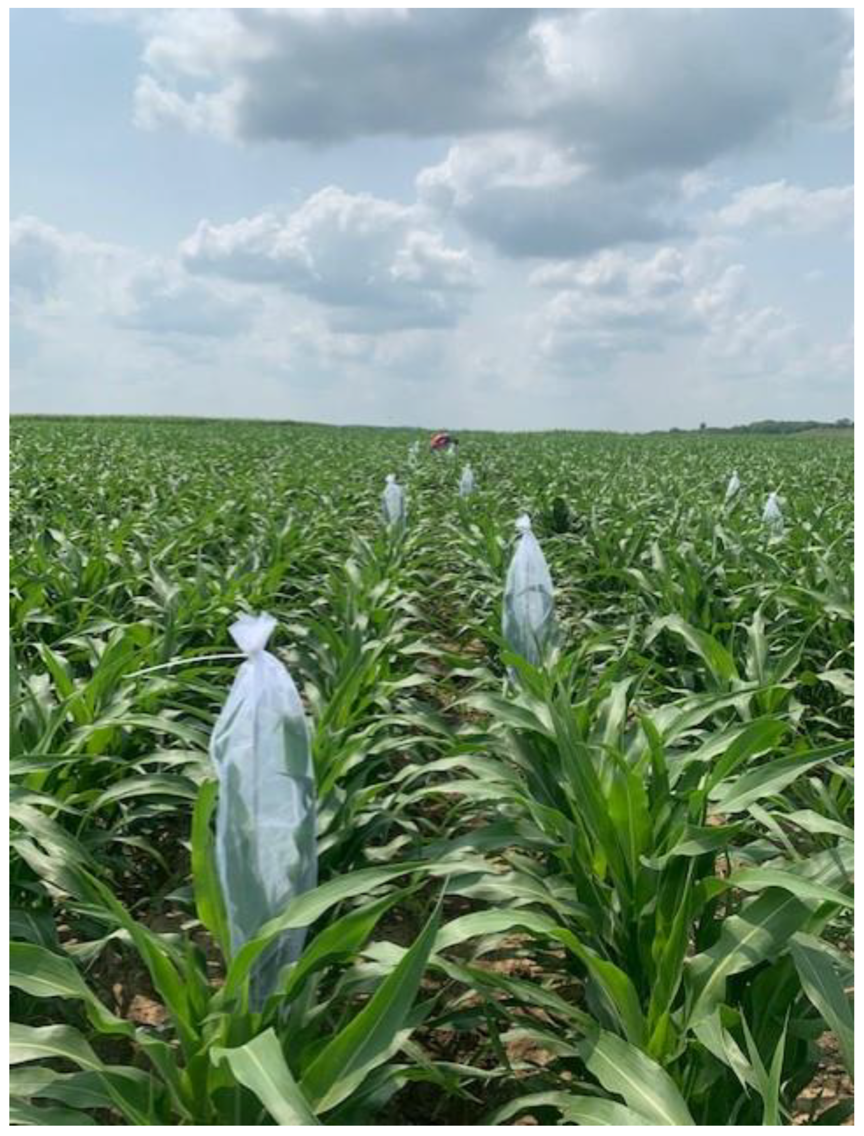 Insects 15 00475 g002