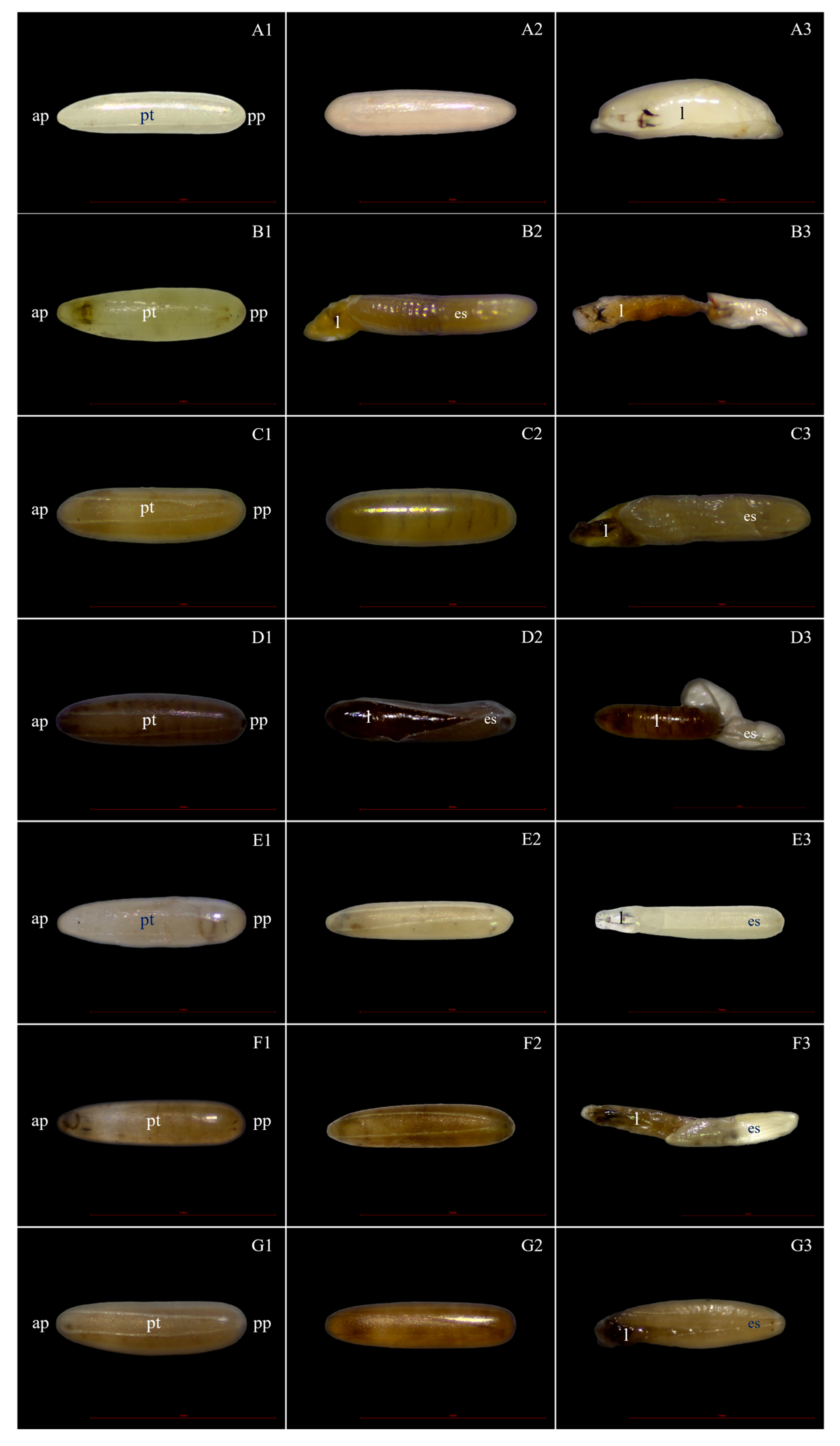 Insects 15 00481 g007