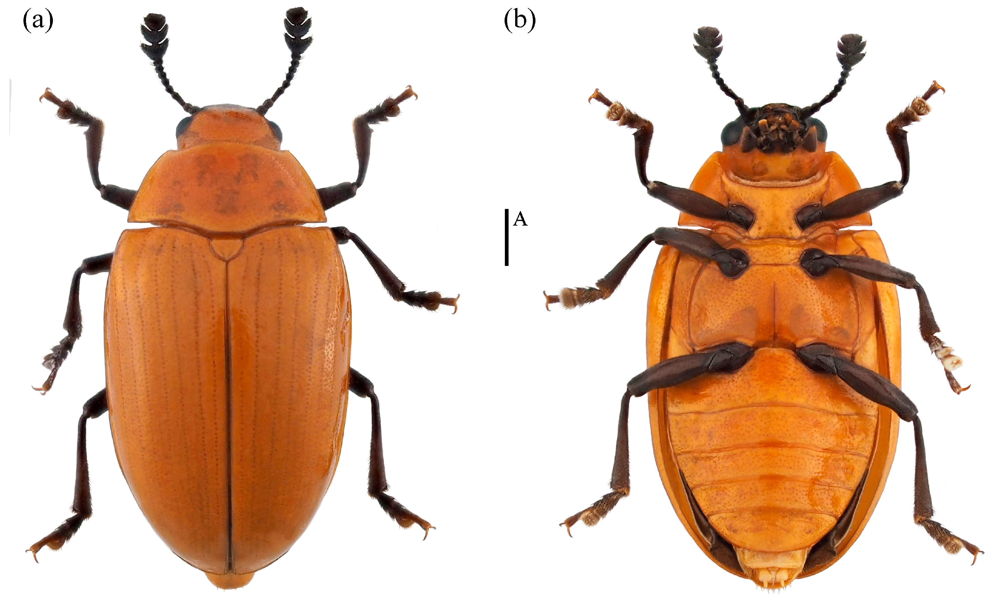 Insects 15 00508 g011