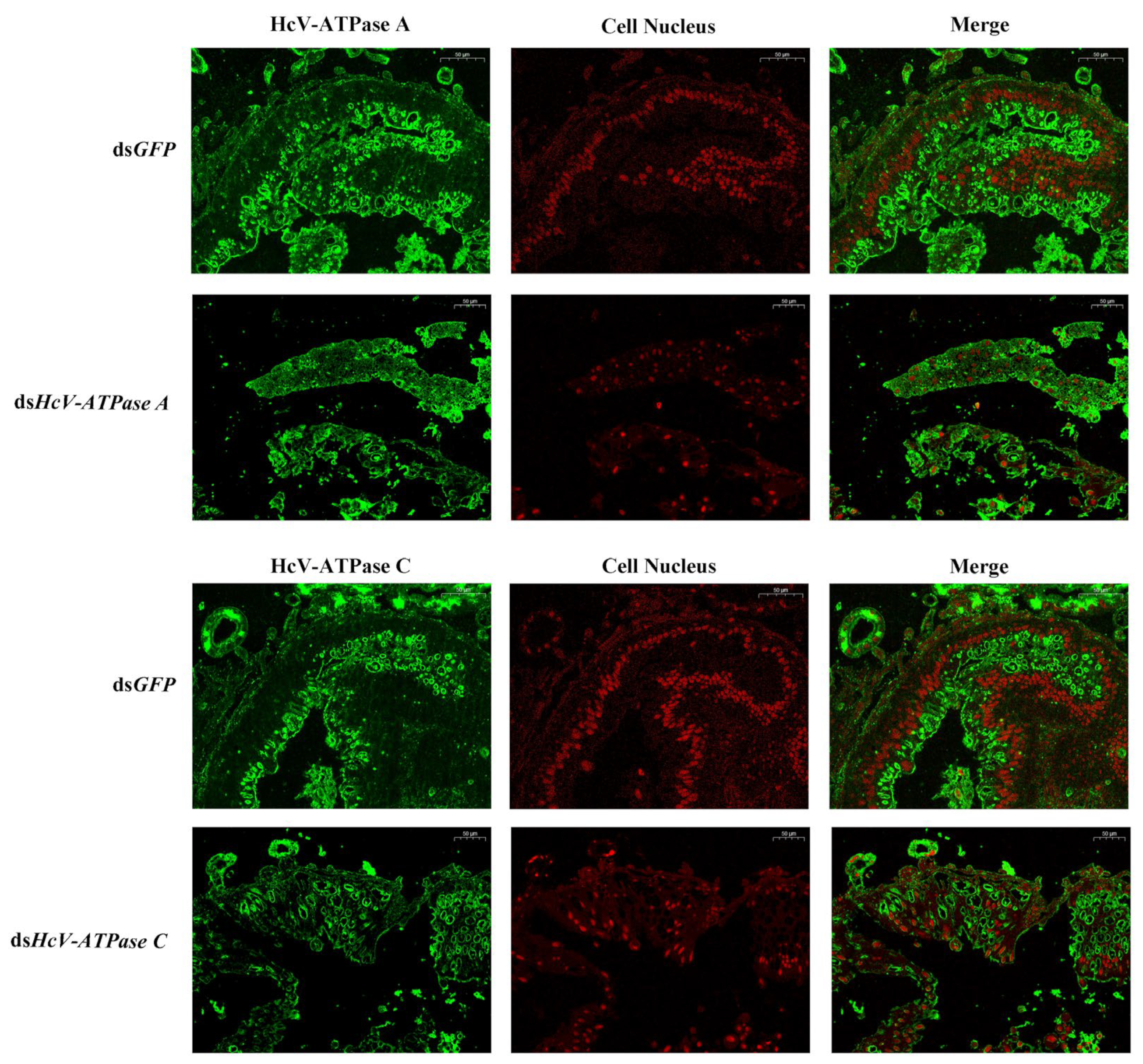 Insects 15 00515 g004