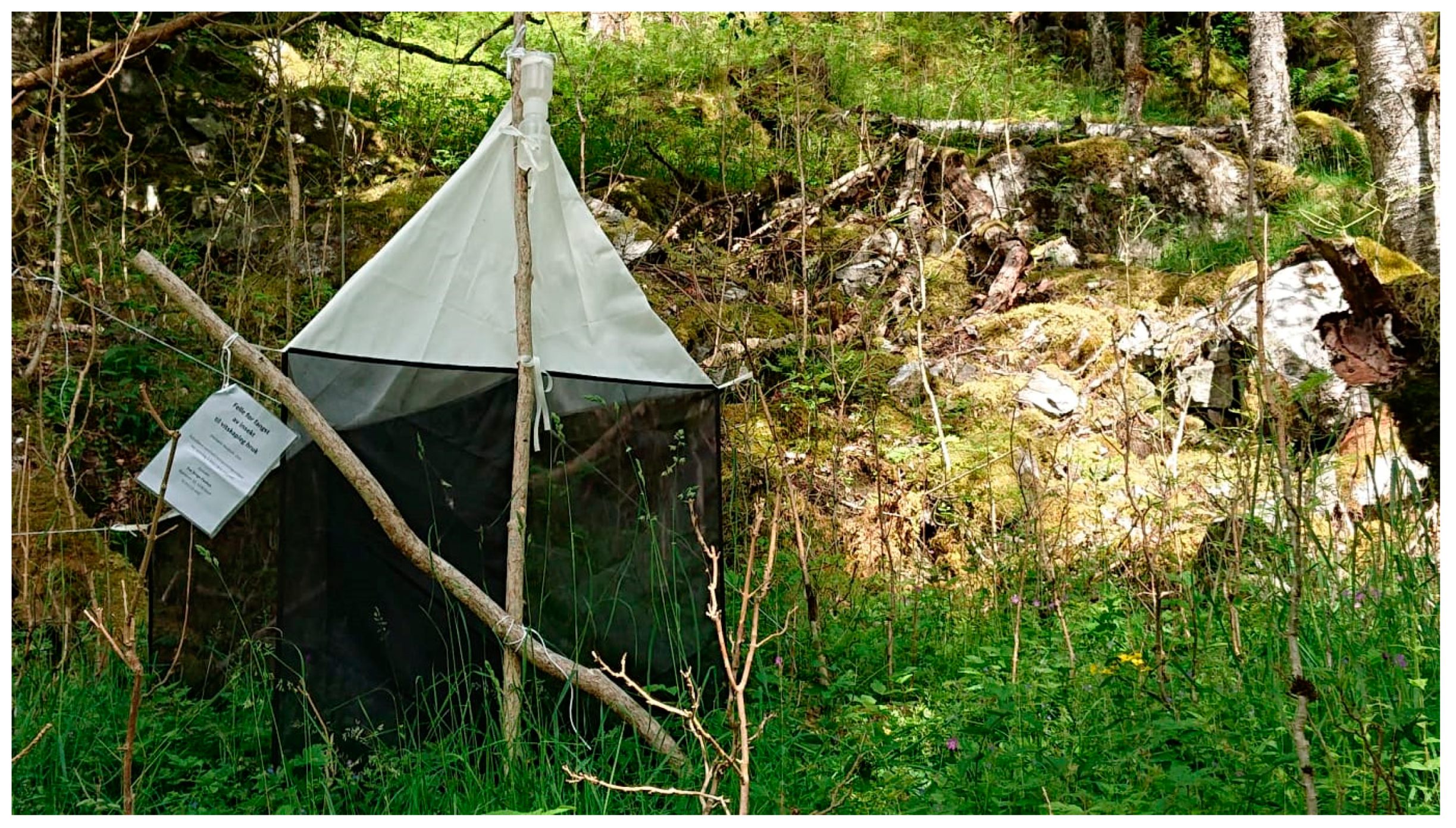 Insects 15 00518 g001