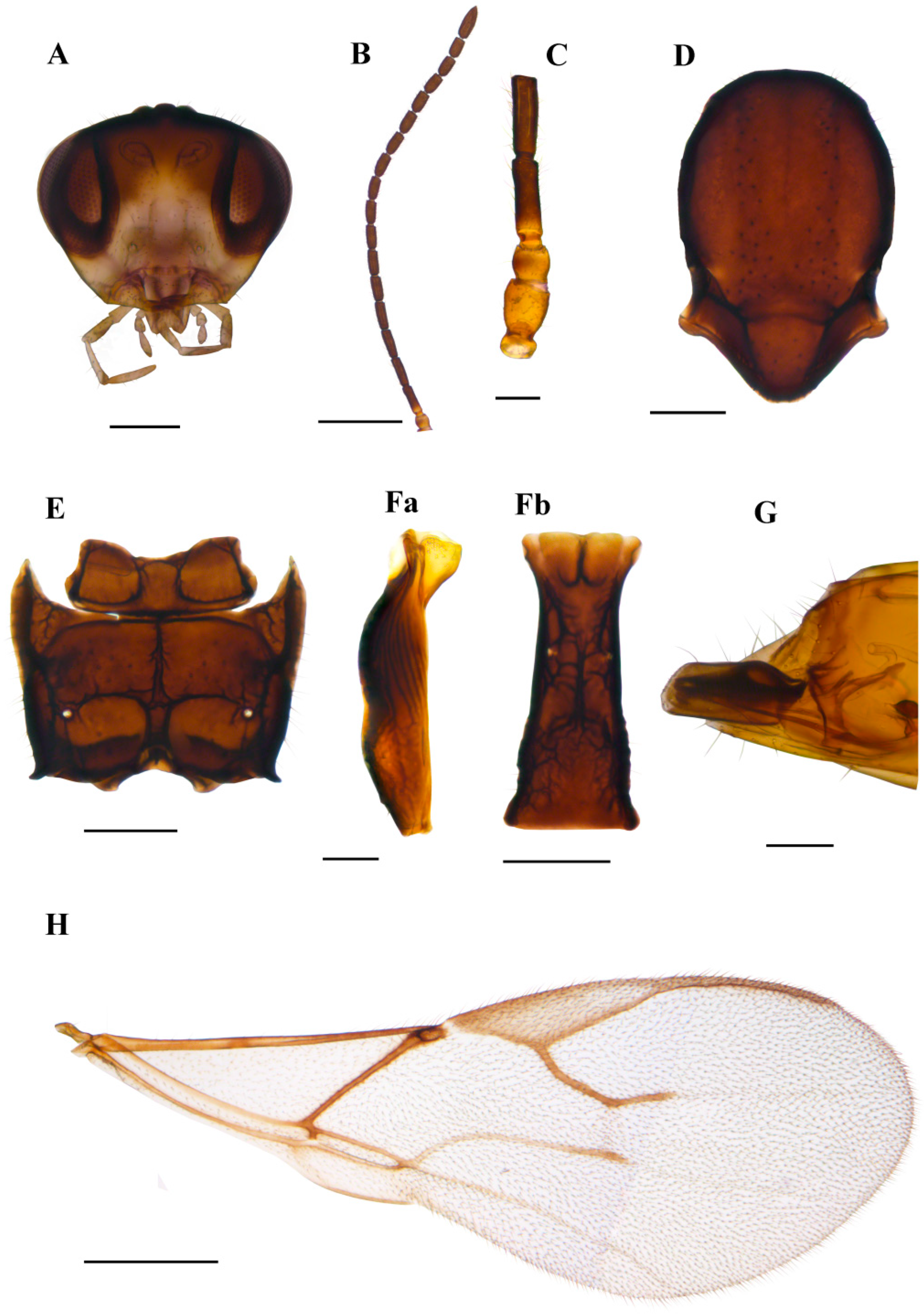 Insects 15 00518 g005