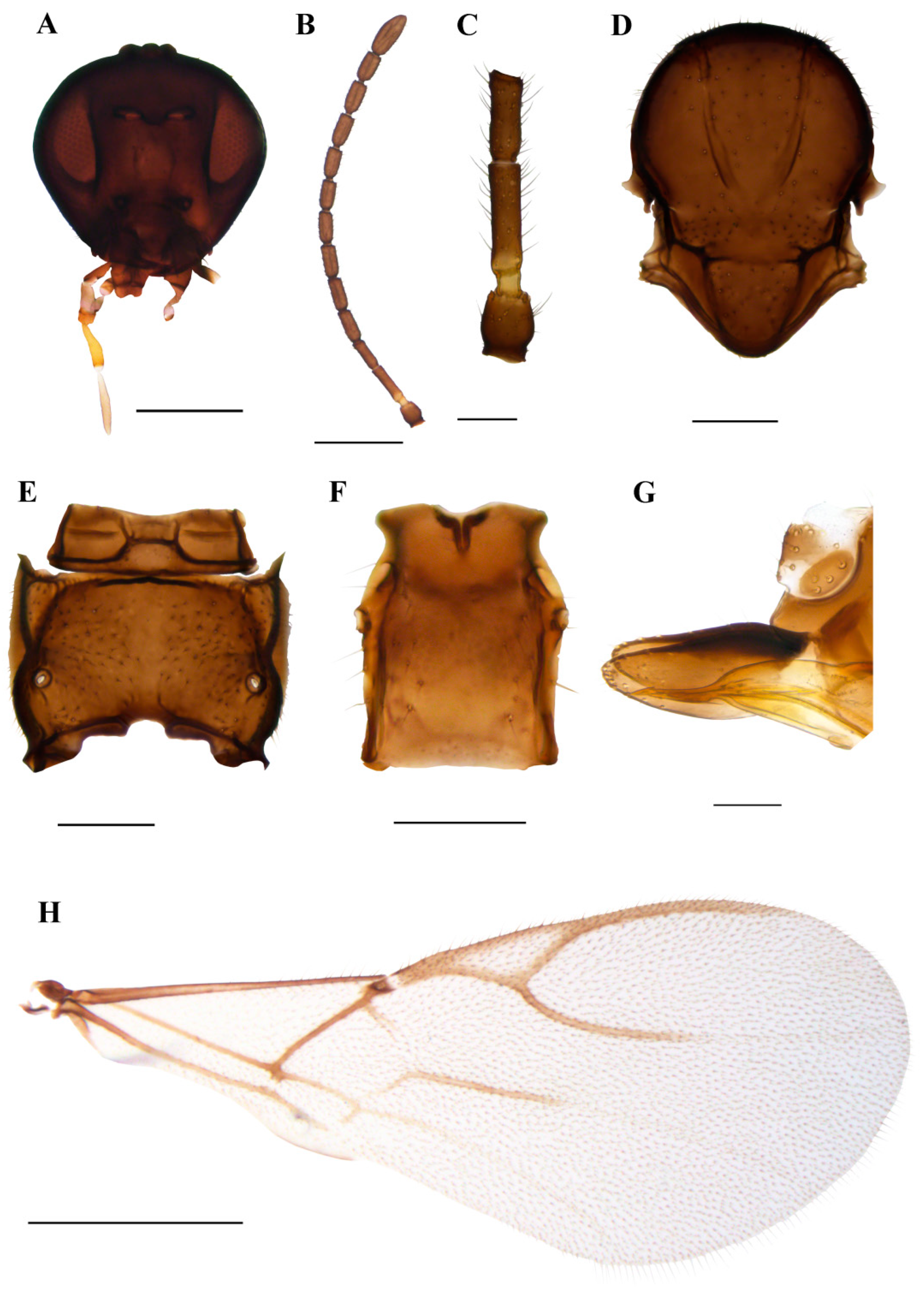 Insects 15 00518 g006