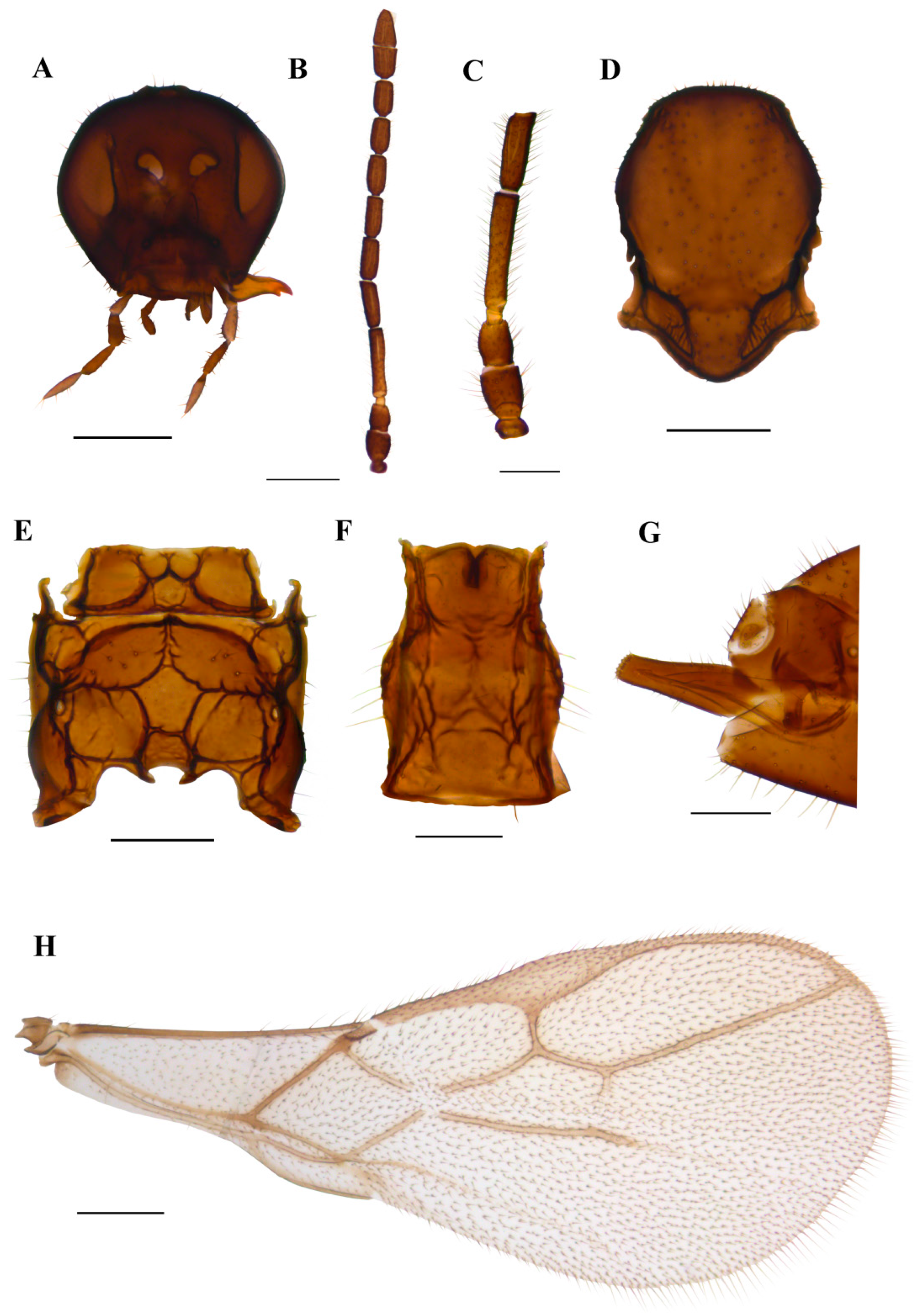 Insects 15 00518 g007