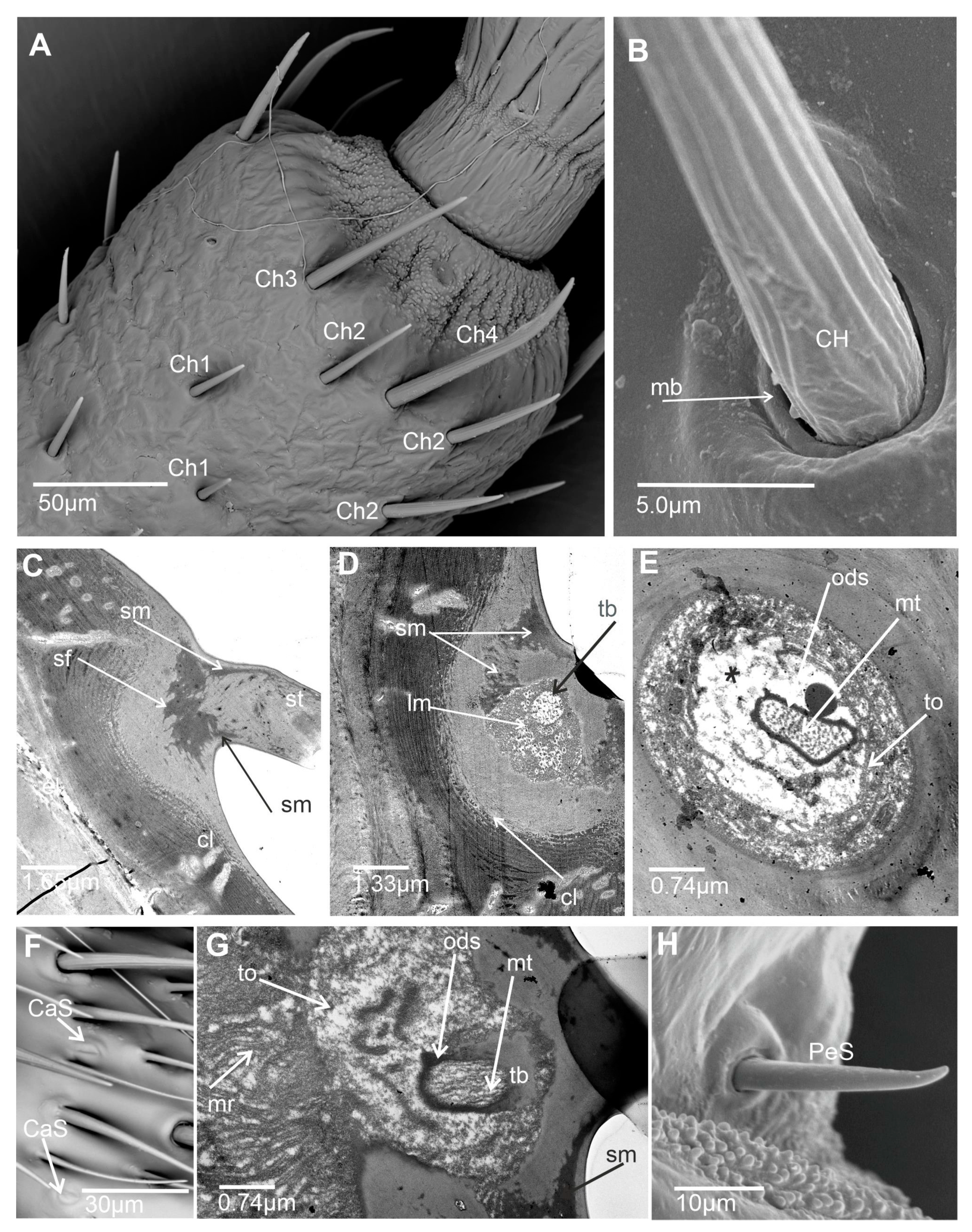 Insects 15 00528 g004 Insects 15 00528 g004