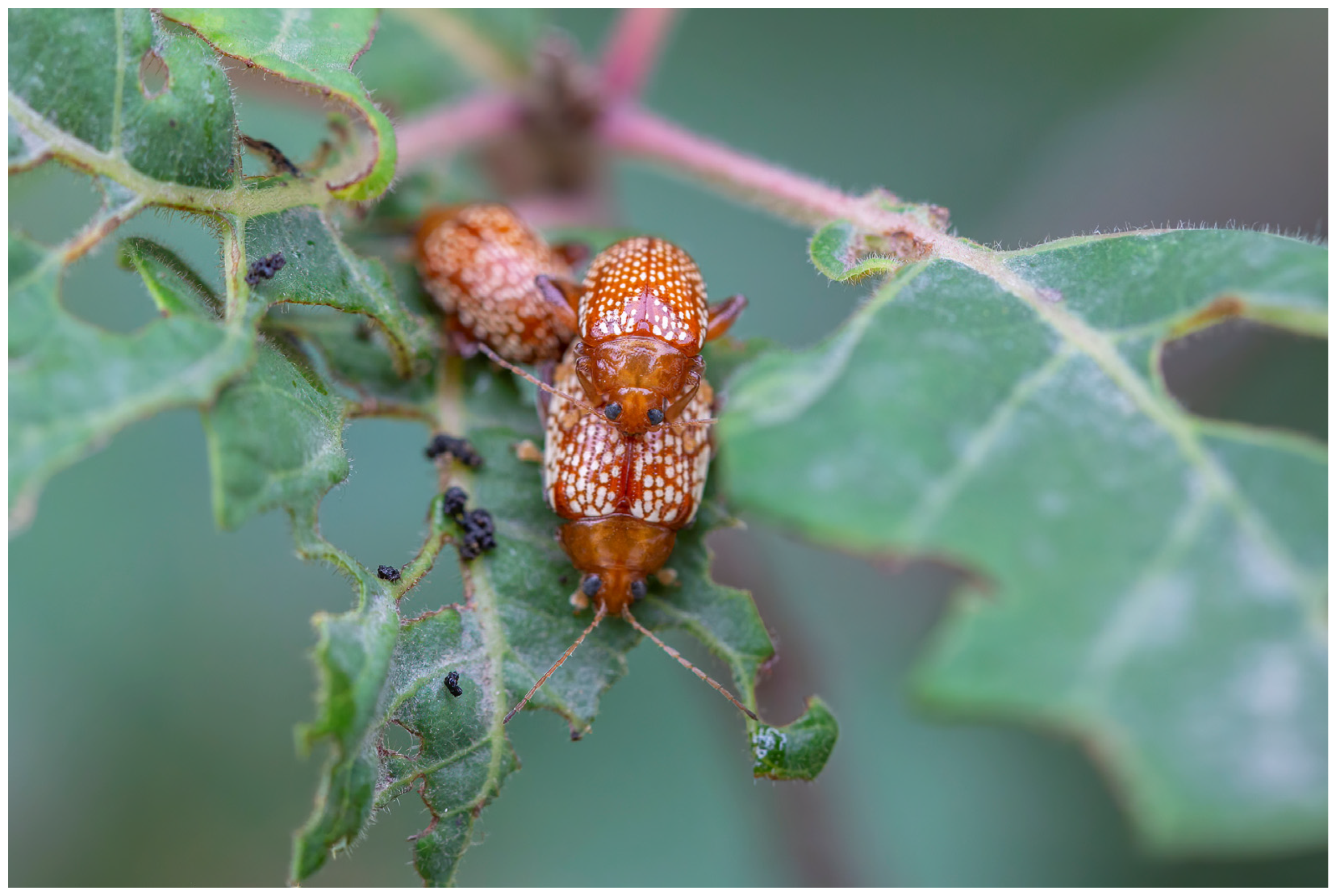 Insects 15 00532 g001