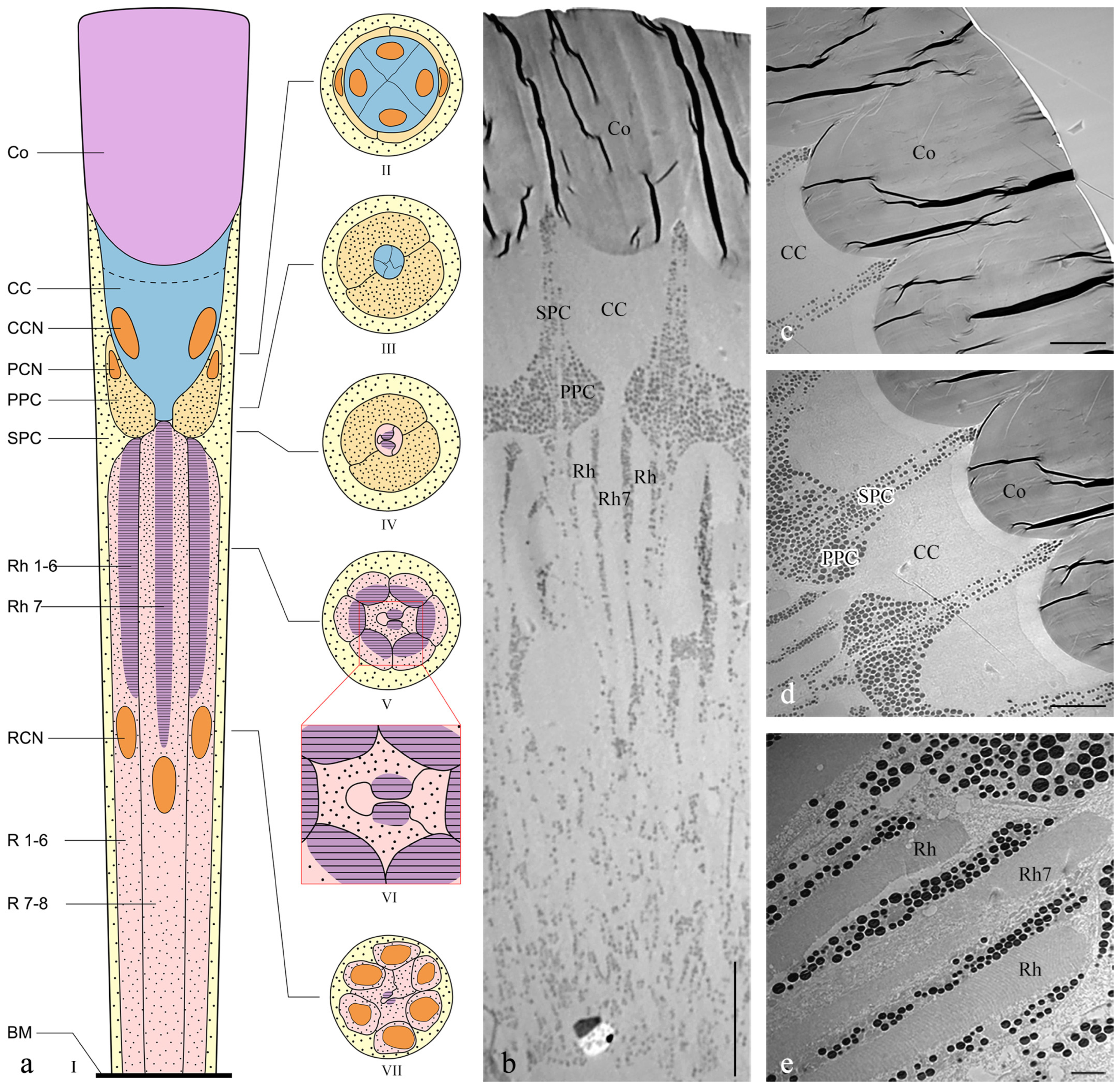 Insects 15 00532 g004