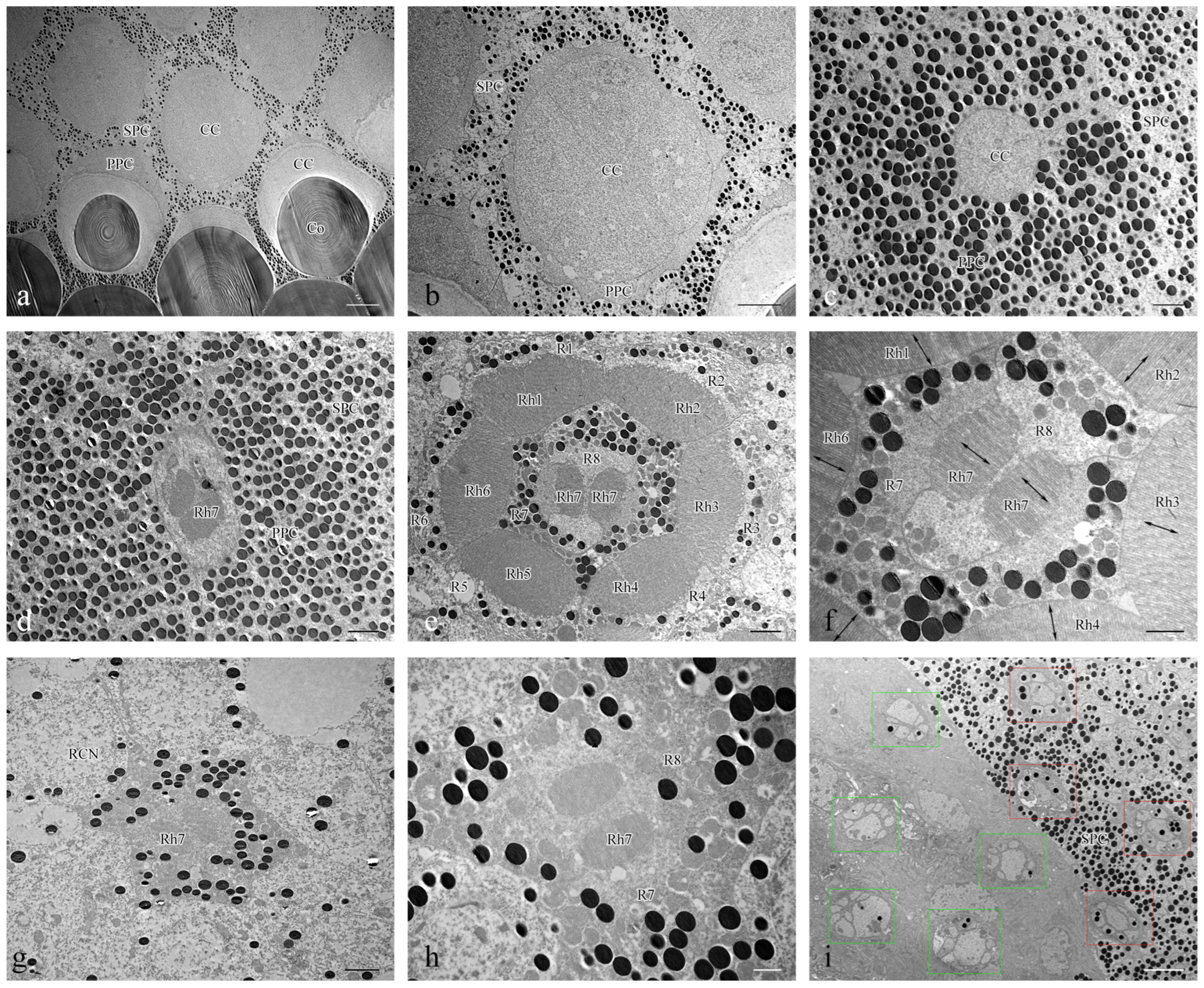 Insects 15 00532 g005