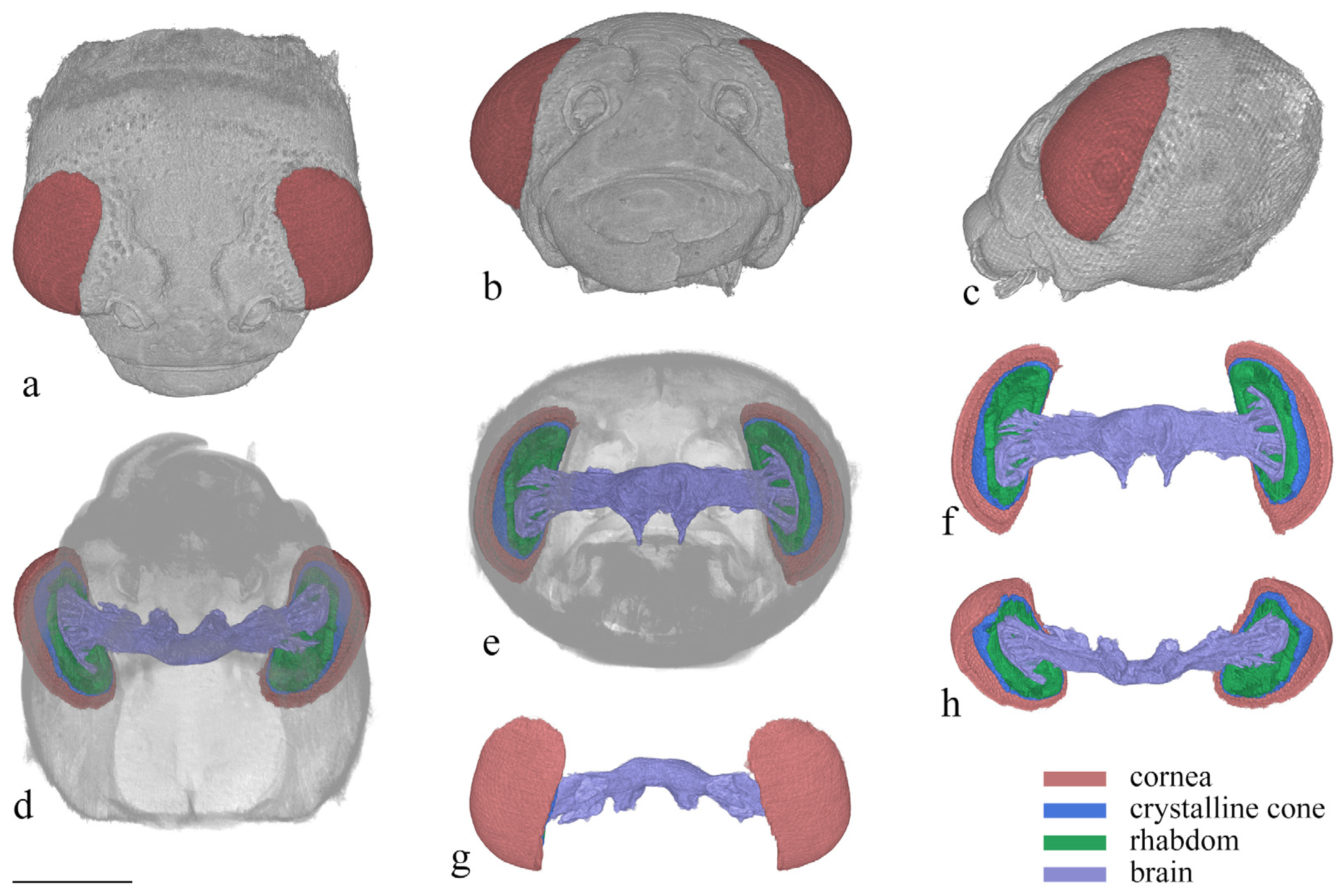 Insects 15 00532 g006