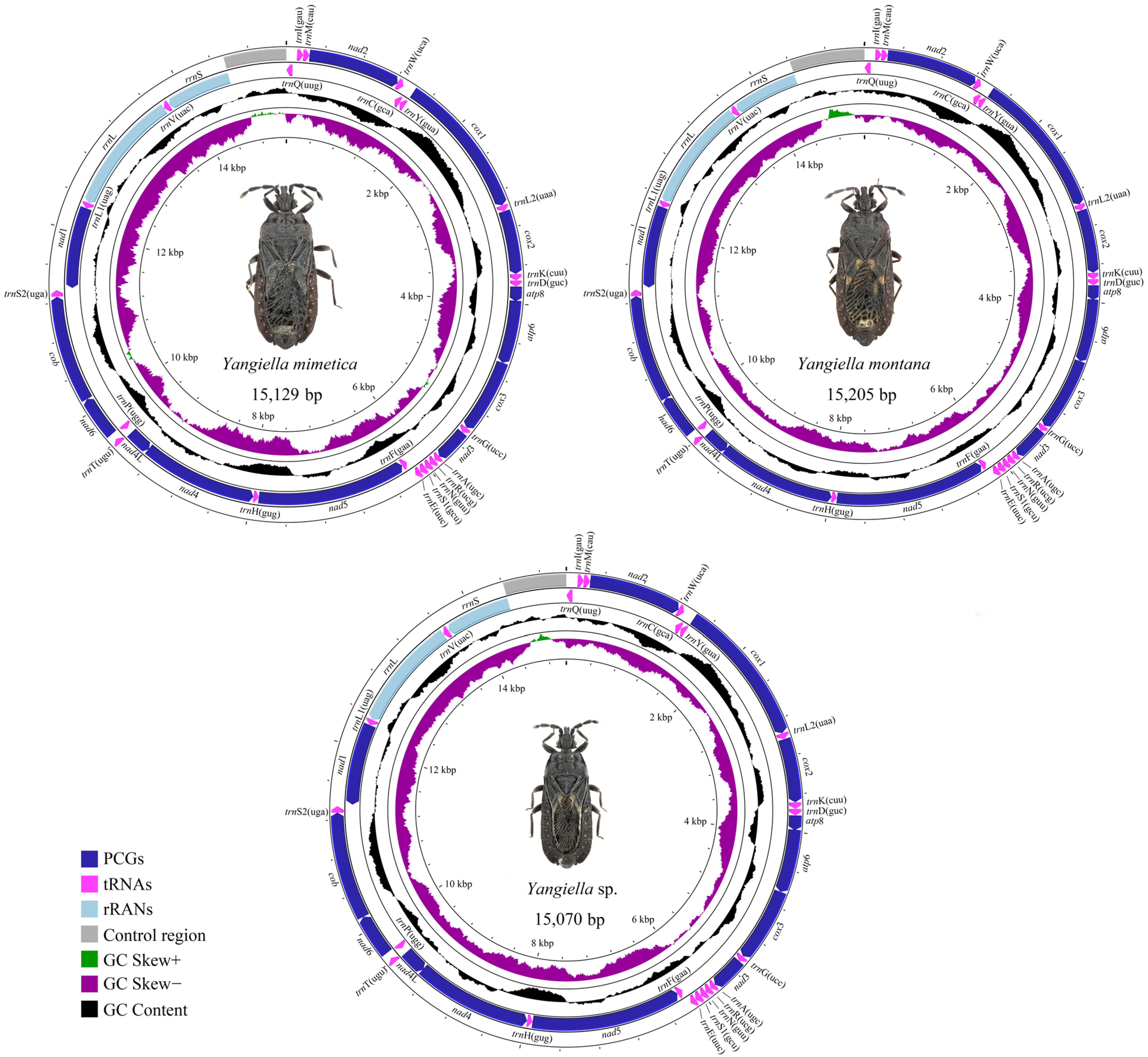 Insects 15 00533 g001