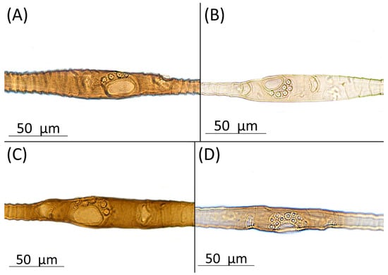 Insects 15 00553 g002