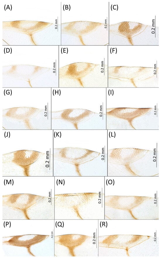 Insects 15 00553 g003