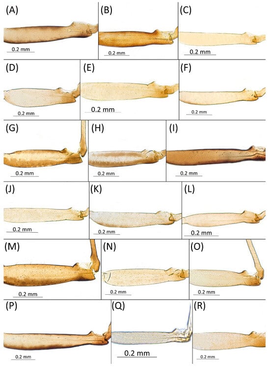 Insects 15 00553 g004