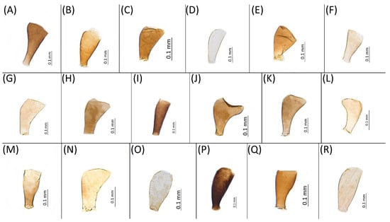 Insects 15 00553 g005