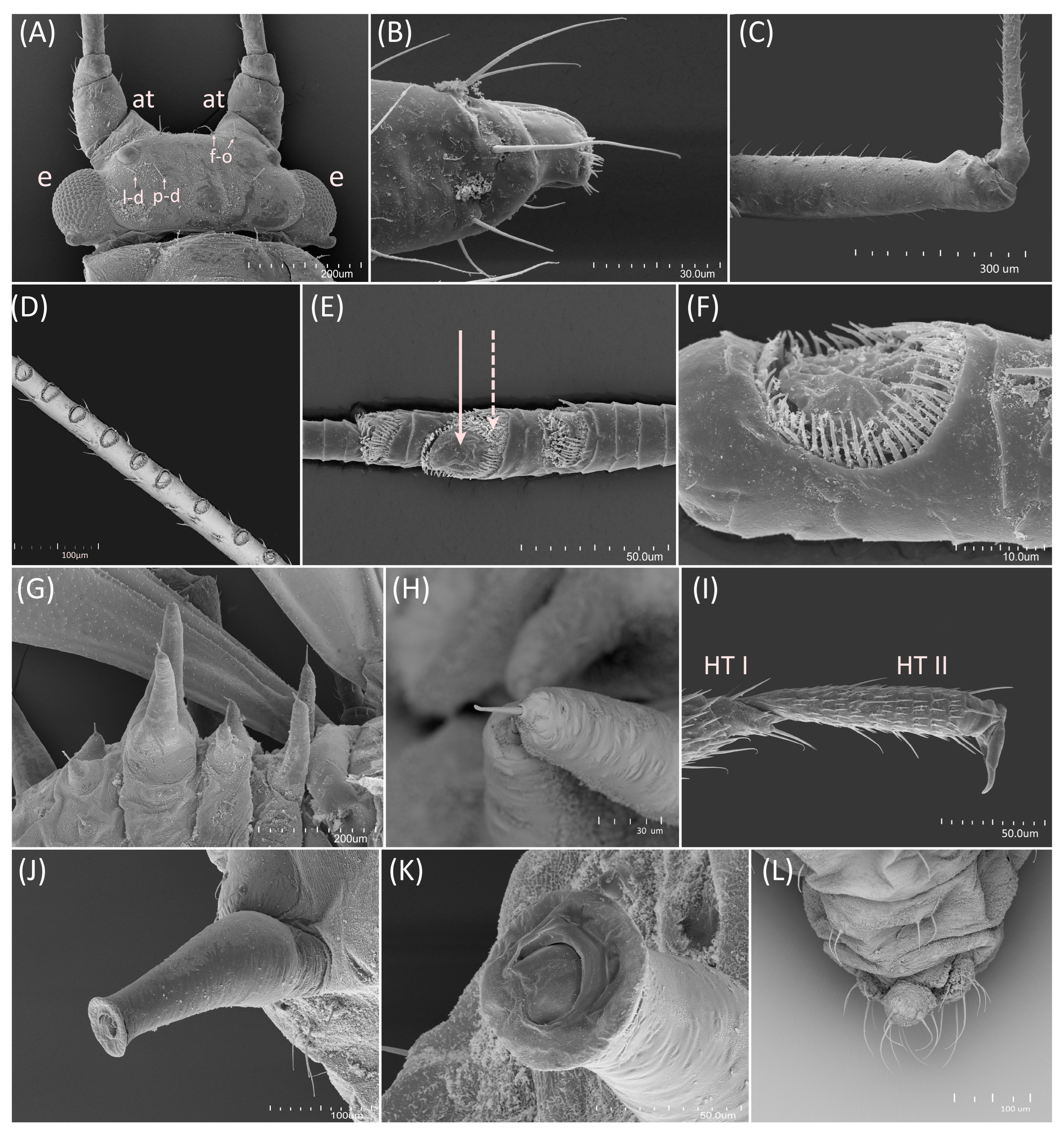Insects 15 00553 g006 Insects 15 00553 g006