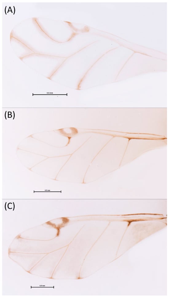 Insects 15 00553 g007
