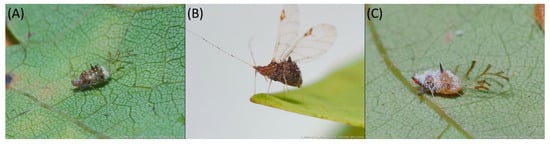 Insects 15 00553 g008