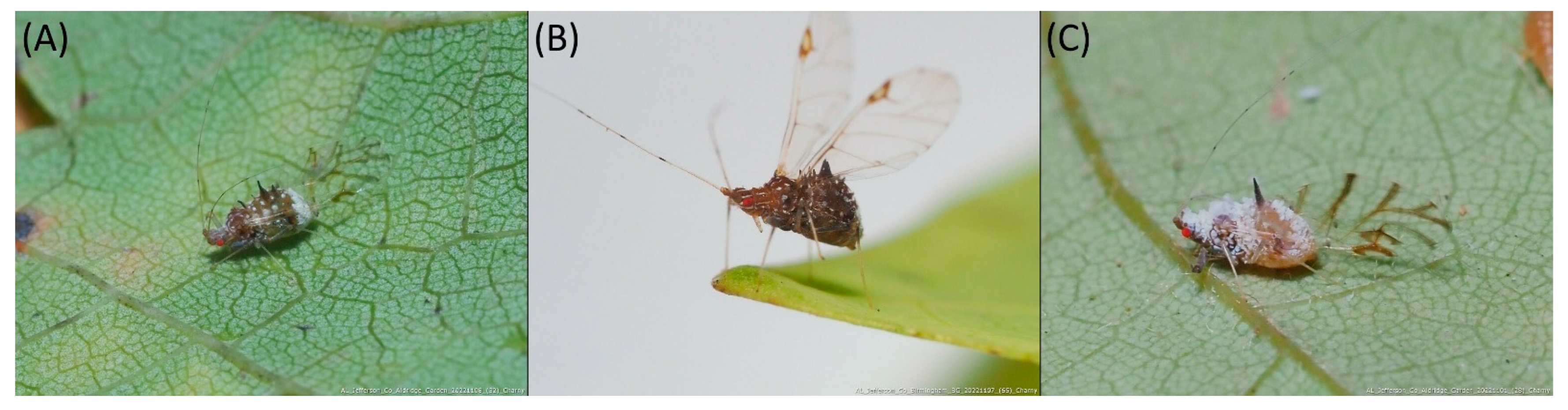 Insects 15 00553 g008 Insects 15 00553 g008