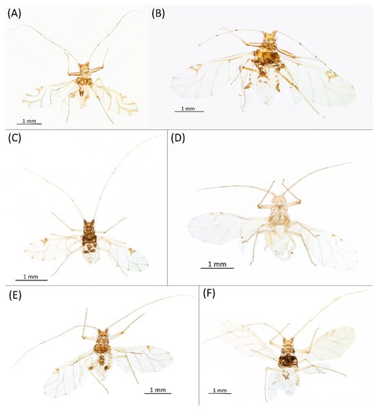 Insects 15 00553 g009