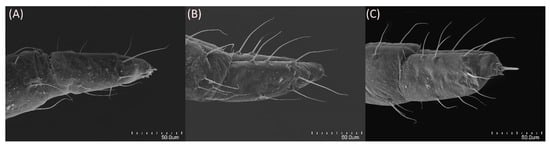 Insects 15 00553 g010