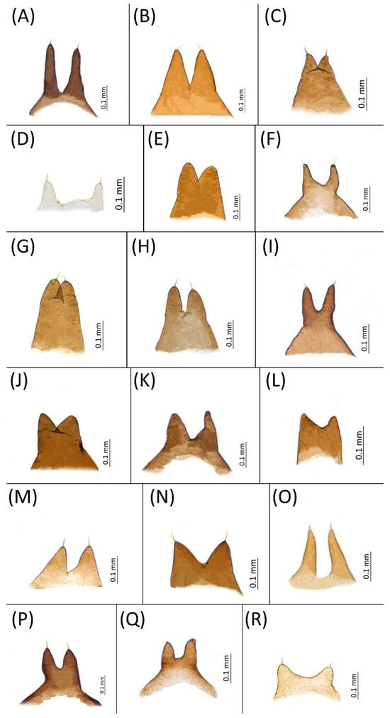 Insects 15 00553 g011