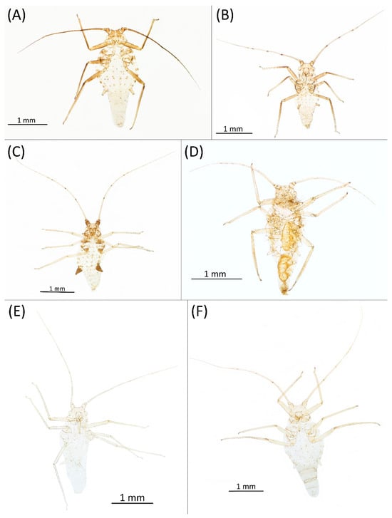 Insects 15 00553 g012