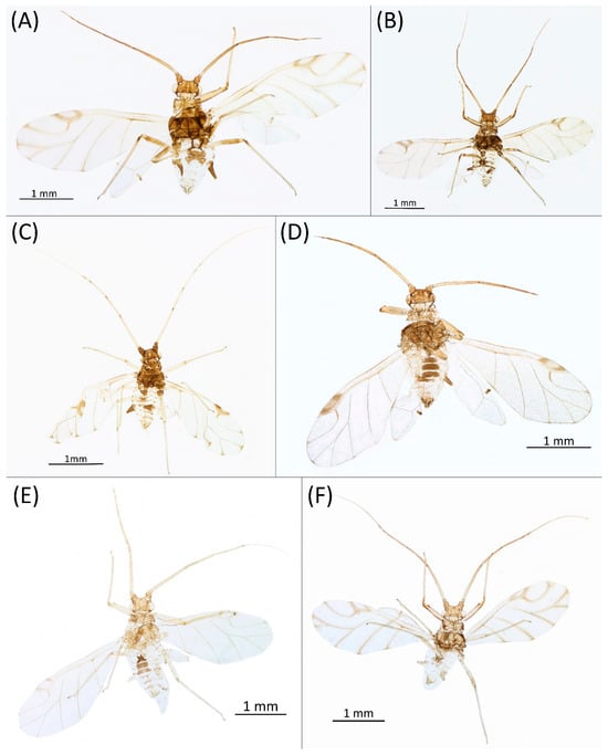 Insects 15 00553 g013