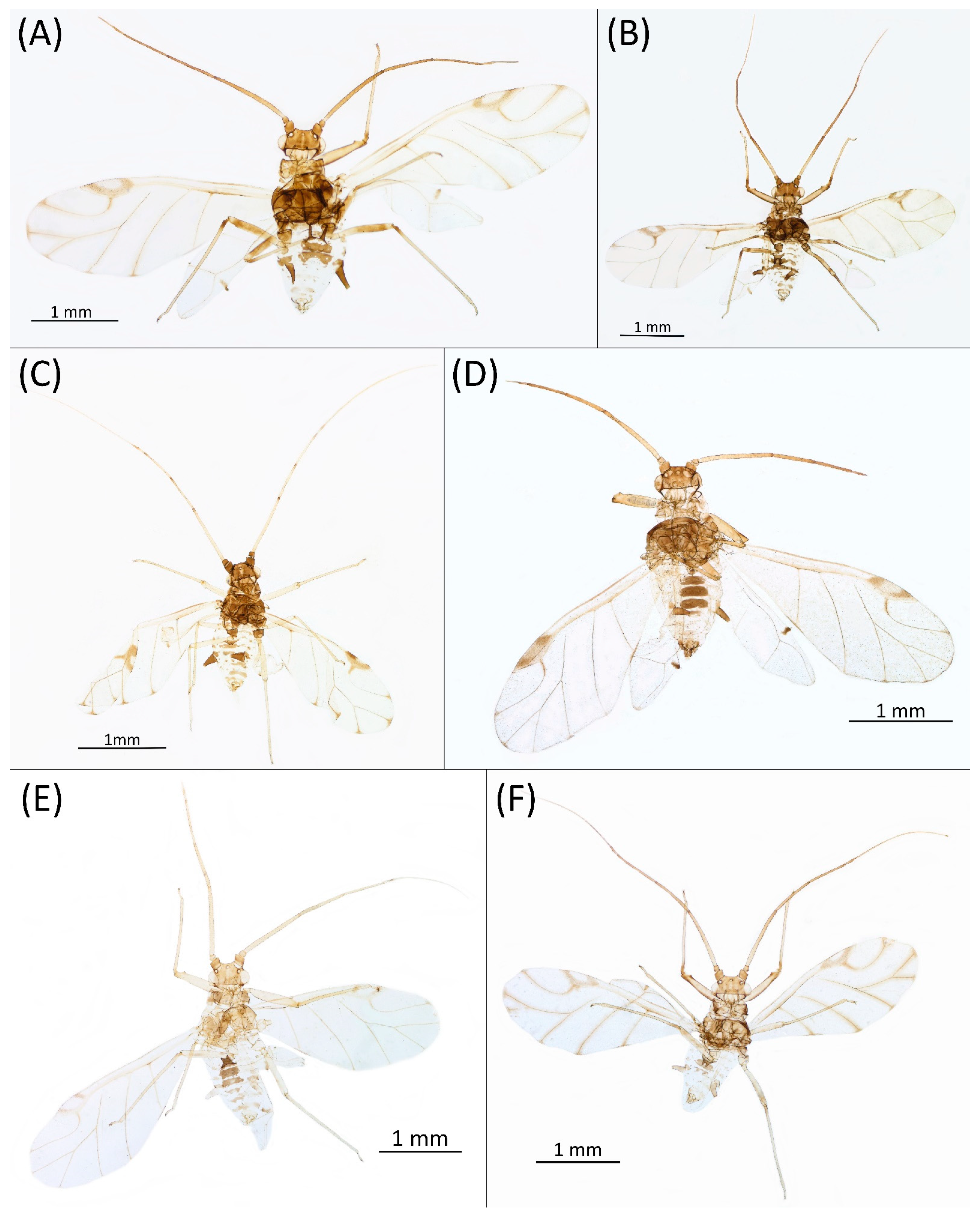 Insects 15 00553 g013 Insects 15 00553 g013
