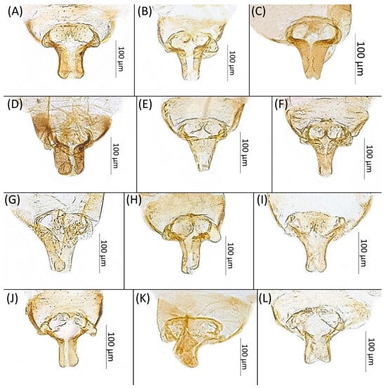 Insects 15 00553 g014