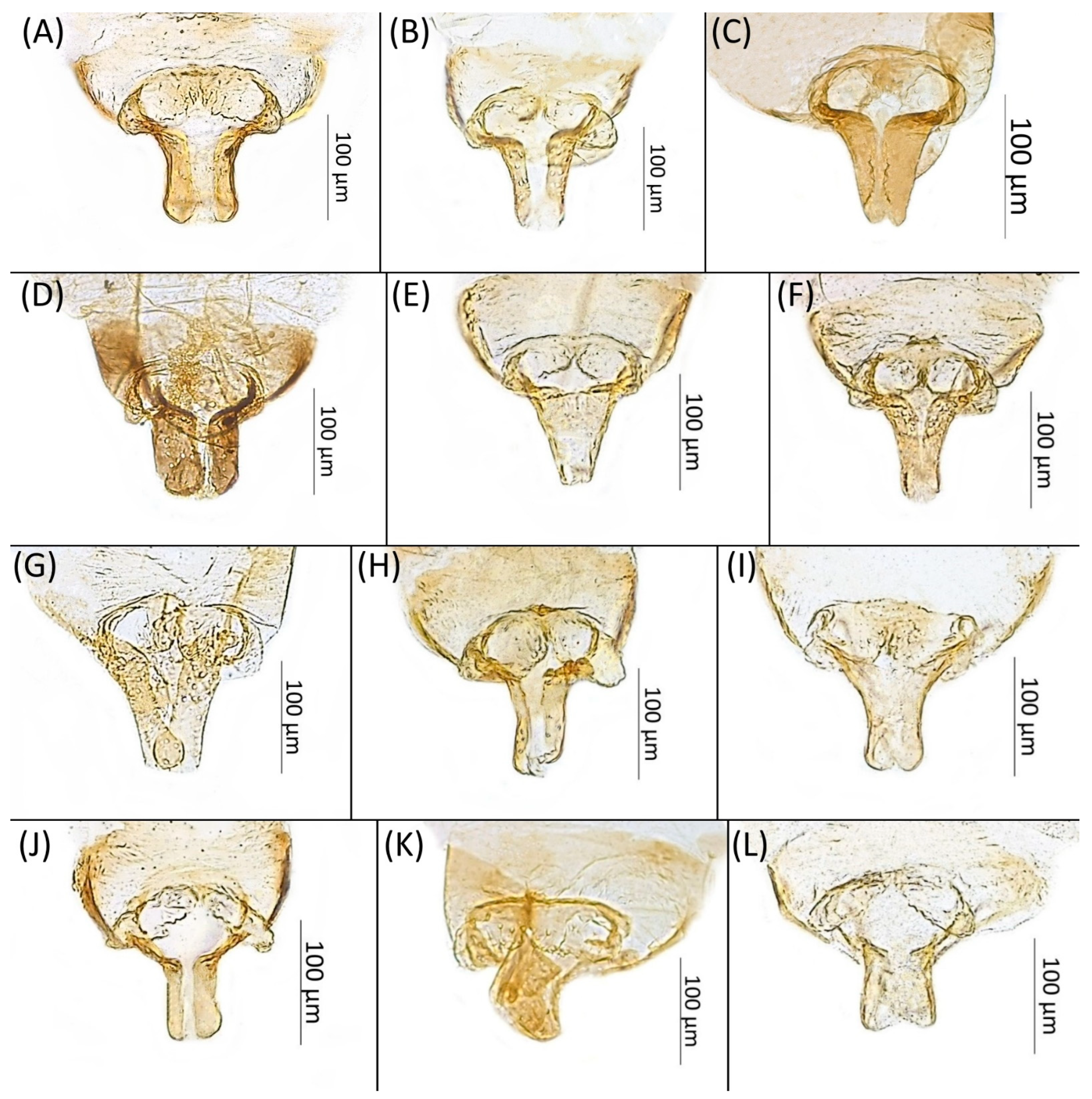 Insects 15 00553 g014 Insects 15 00553 g014