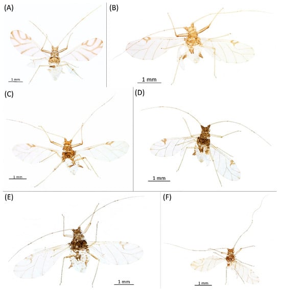 Insects 15 00553 g021