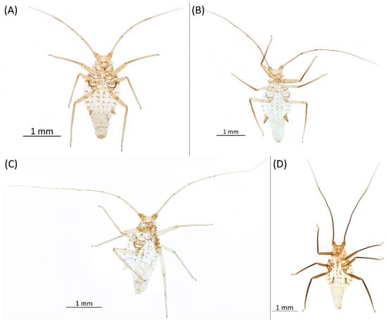 Insects 15 00553 g022