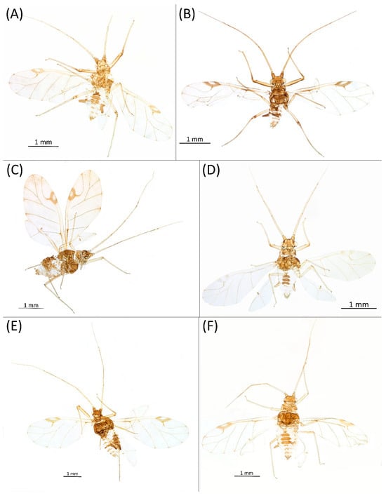 Insects 15 00553 g024