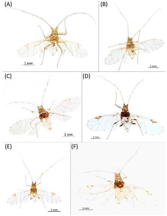 Insects 15 00553 g030