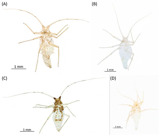 Insects 15 00553 g033