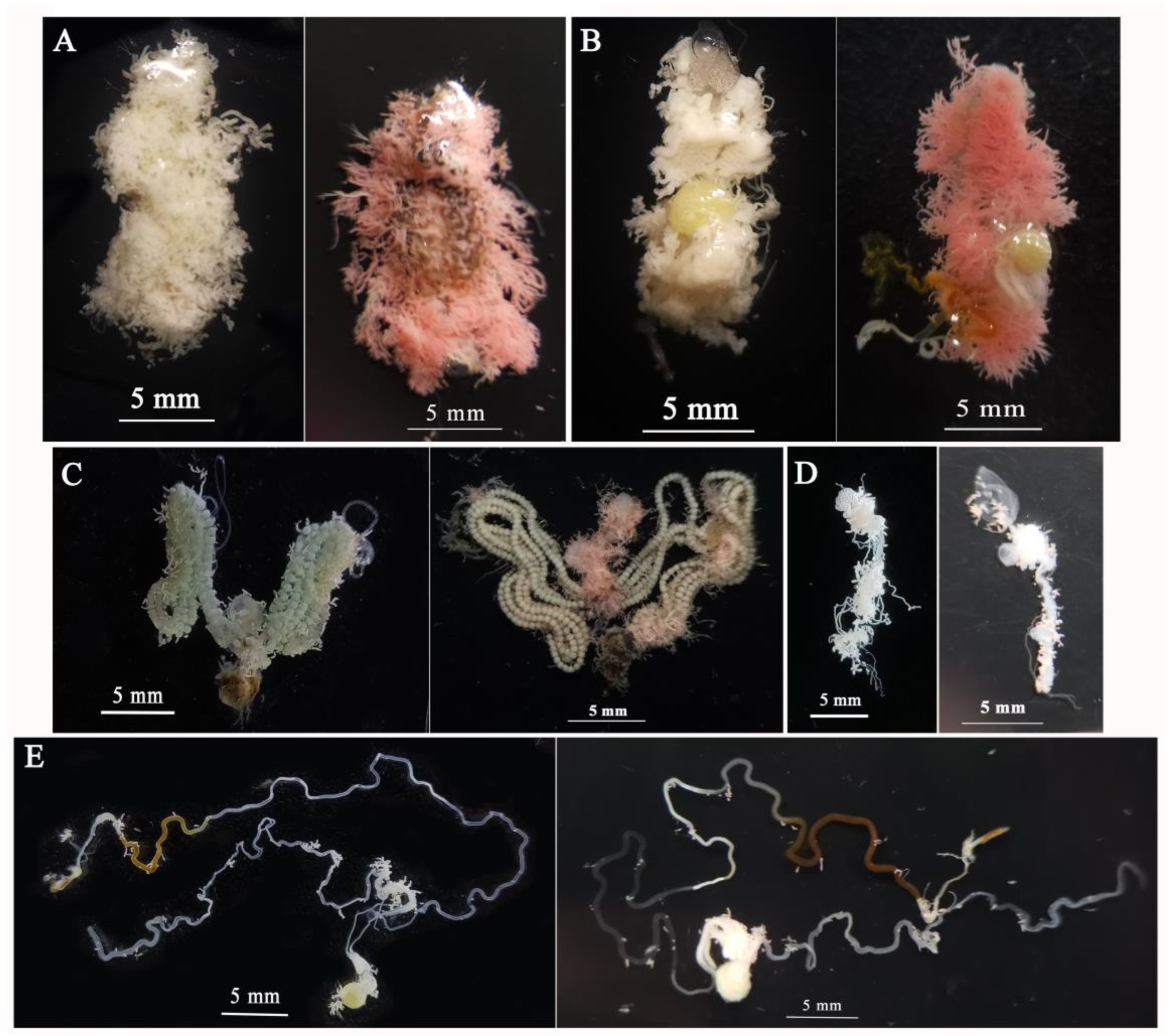 Insects 15 00561 g005